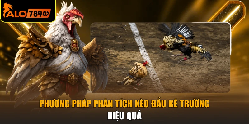 Phương pháp phân tích kèo đấu kê trường hiệu quả